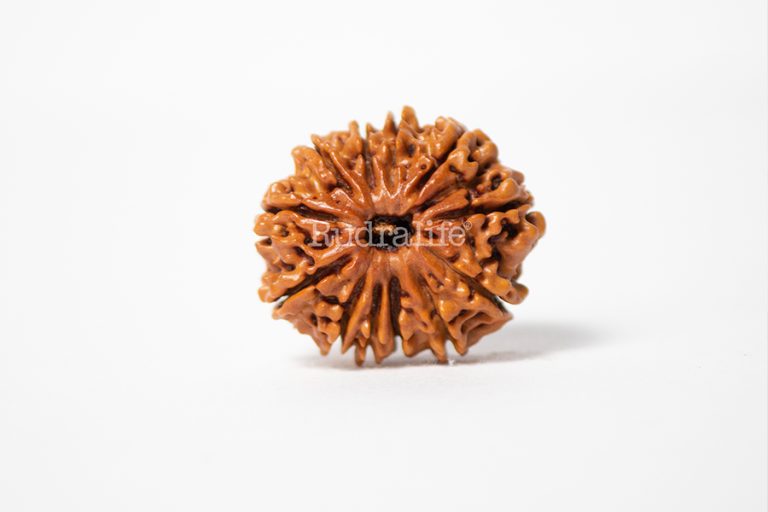 Twelve Mukhi Rudraksha Everything You Need To Know