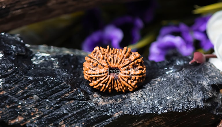 16 Mukhi Rudraksha 16 Mukhi Rudraksha