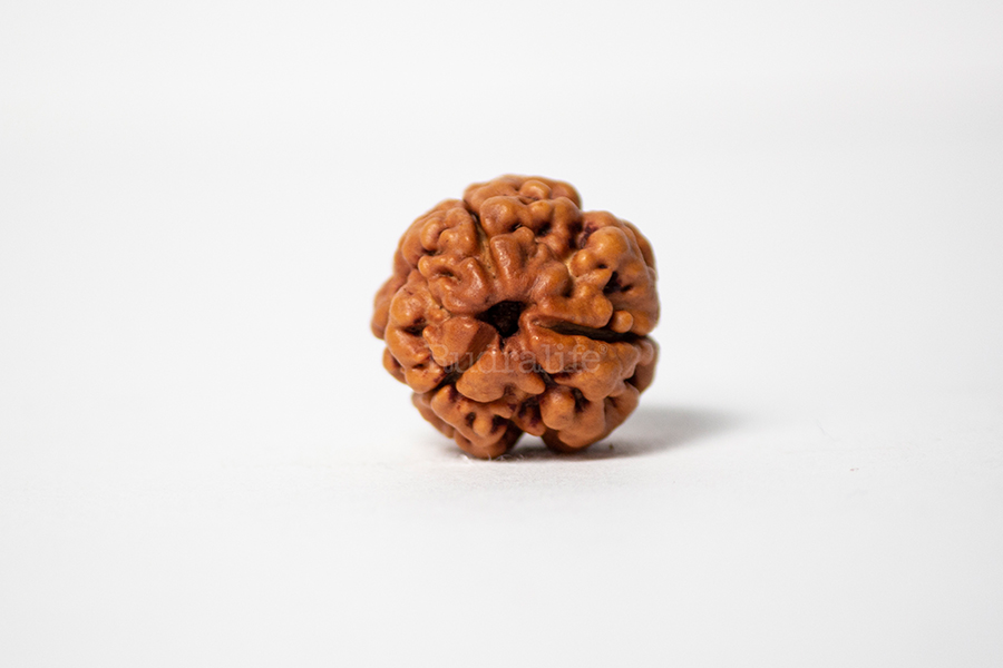 Three Mukhi Rudraksha Three Mukhi Rudraksha
