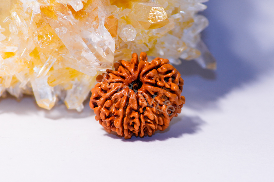 10 Mukhi Rudraksha 10 Mukhi Rudraksha