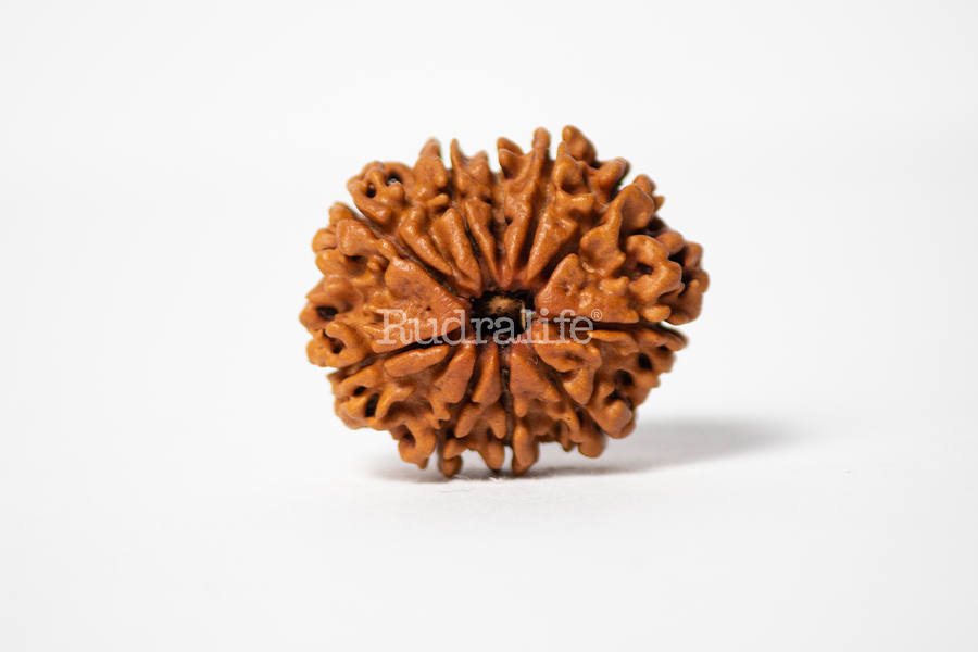10 Mukhi Rudraksha 10 Mukhi Rudraksha