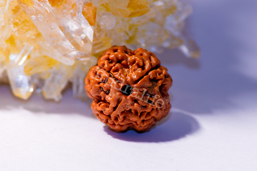 Four Mukhi Rudraksha Four Mukhi Rudraksha
