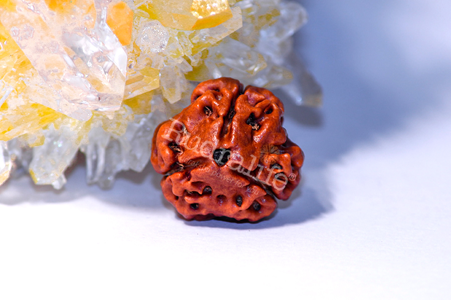 3 Mukhi Rudraksha 3 Mukhi Rudraksha