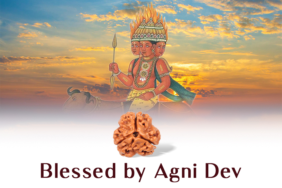 Blessed by Agni Dev 3 Mukhi Rudraksha Blessed by Agni Dev
