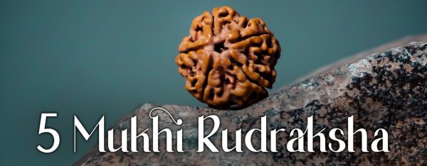 Five Mukhi Rudraksha