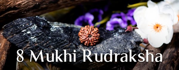 8 Mukhi Rudraksha