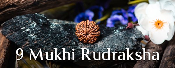 Nine Mukhi Rudraksha