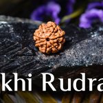 Seven Mukhi Large Rudraksha