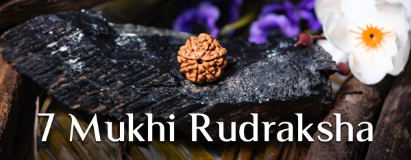 Seven Mukhi Large Rudraksha