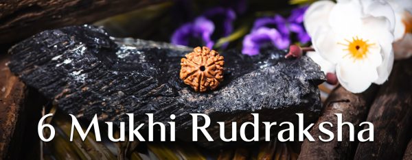6 Mukhi Rudraksha