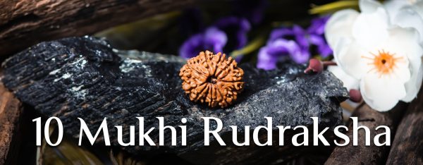Ten Mukhi Rudraksha