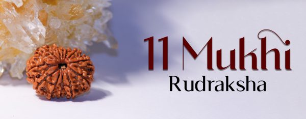11 Mukhi Rudraksha