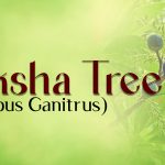 Rudraksha Tree