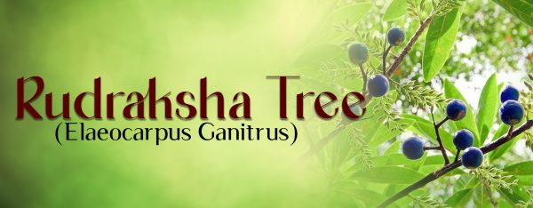 Rudraksha Tree