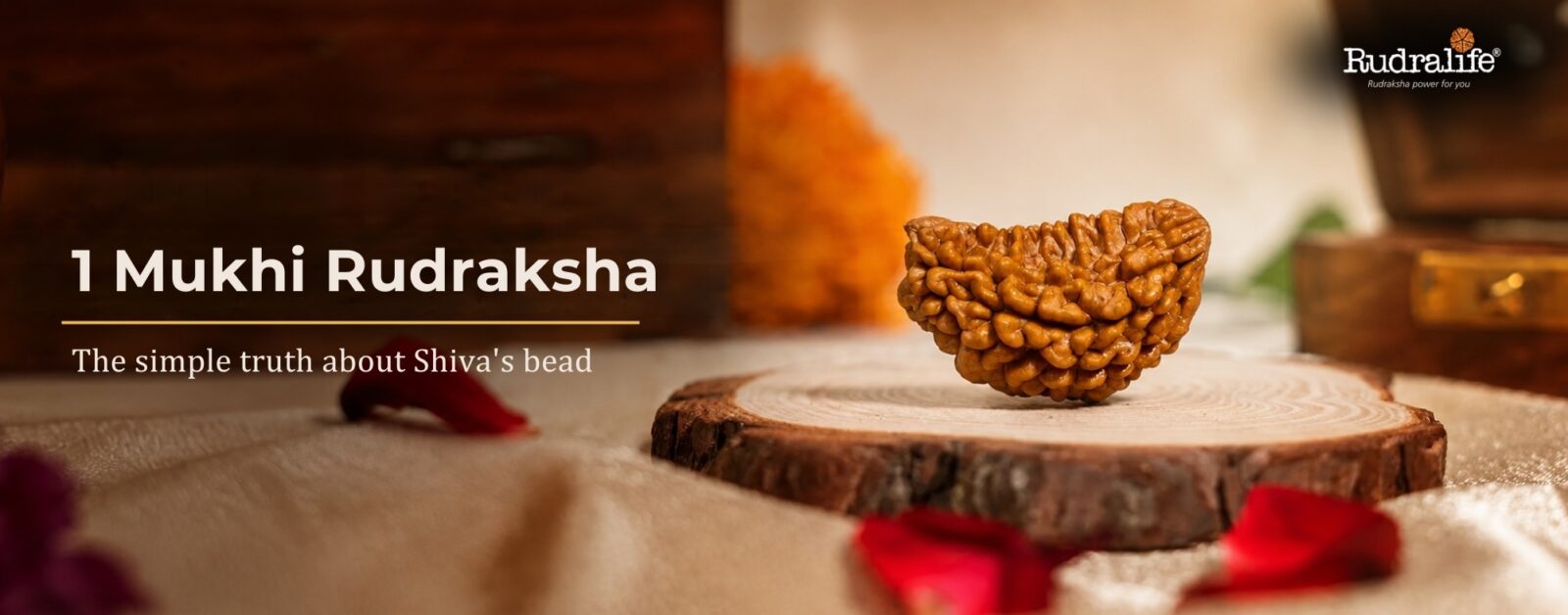 1 Mukhi Rudraksha, a genuine half-moon (Chandrakar) bead from South India, on a wooden stand