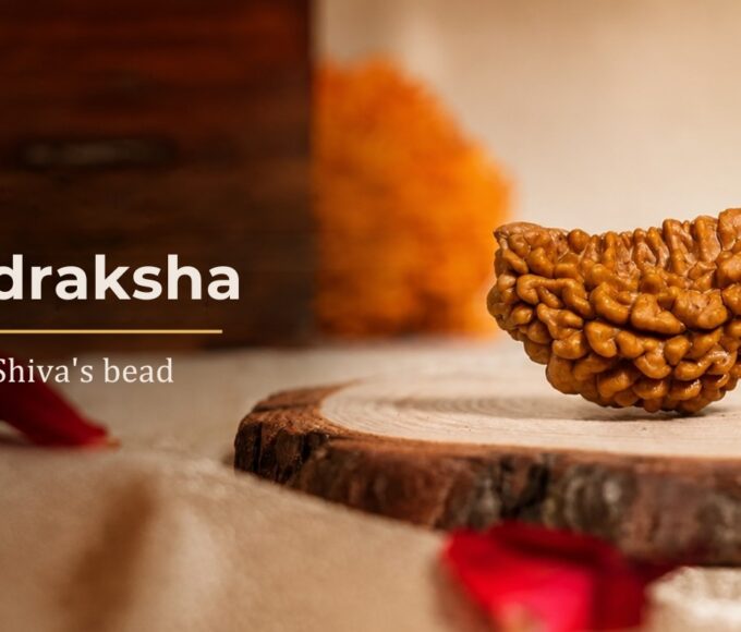 1 Mukhi Rudraksha, a genuine half-moon (Chandrakar) bead from South India, on a wooden stand