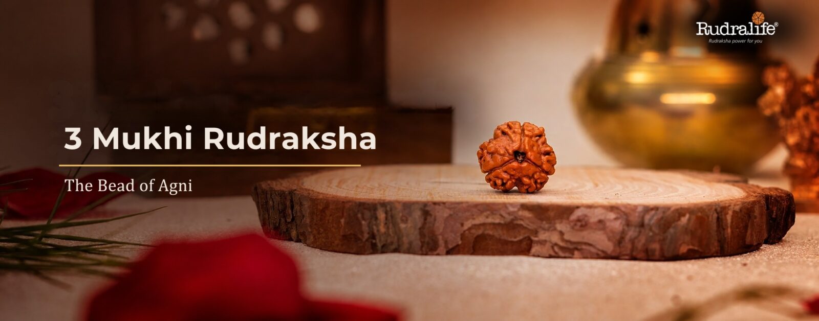 3 Mukhi Rudraksha bead from Nepal on a wooden base, the sacred bead of Agni