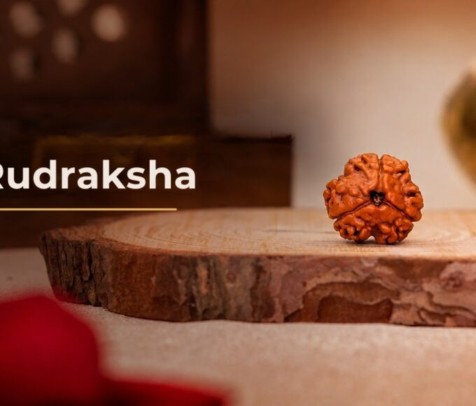3 Mukhi Rudraksha bead from Nepal on a wooden base, the sacred bead of Agni