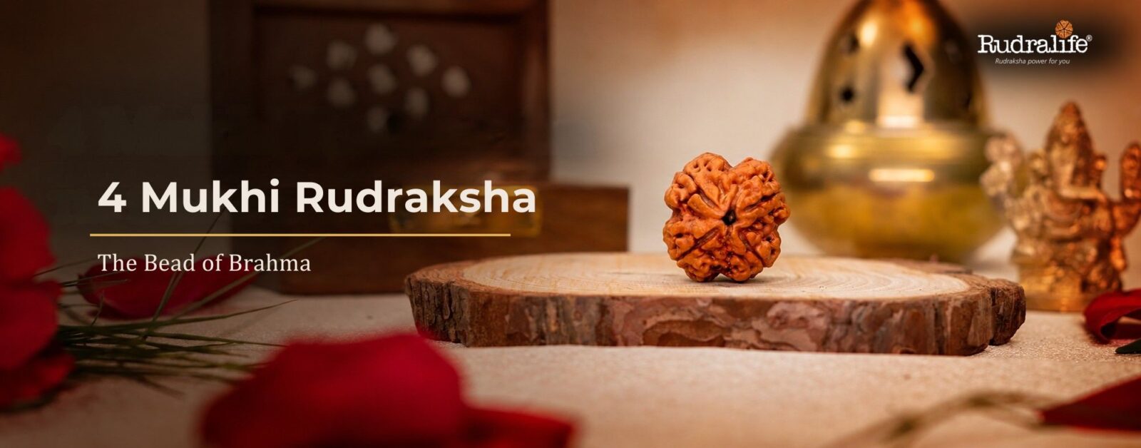 4 Mukhi Rudraksha bead from Nepal on a wooden base, the sacred bead of Brahma