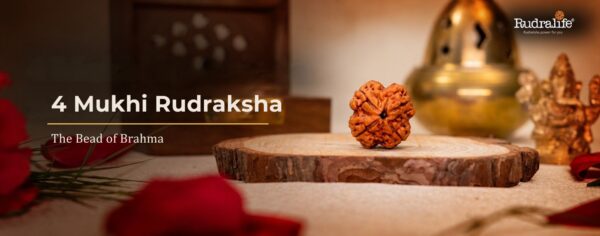 4 Mukhi Rudraksha bead from Nepal on a wooden base, the sacred bead of Brahma