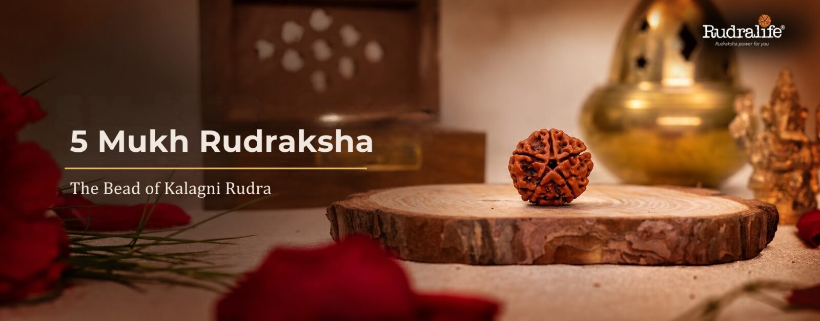 5 Mukhi Rudraksha bead from Nepal on a wooden base, the sacred bead of Kalagni Rudra, a form of Shiva