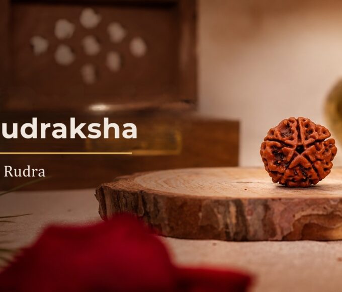 5 Mukhi Rudraksha bead from Nepal on a wooden base, the sacred bead of Kalagni Rudra, a form of Shiva