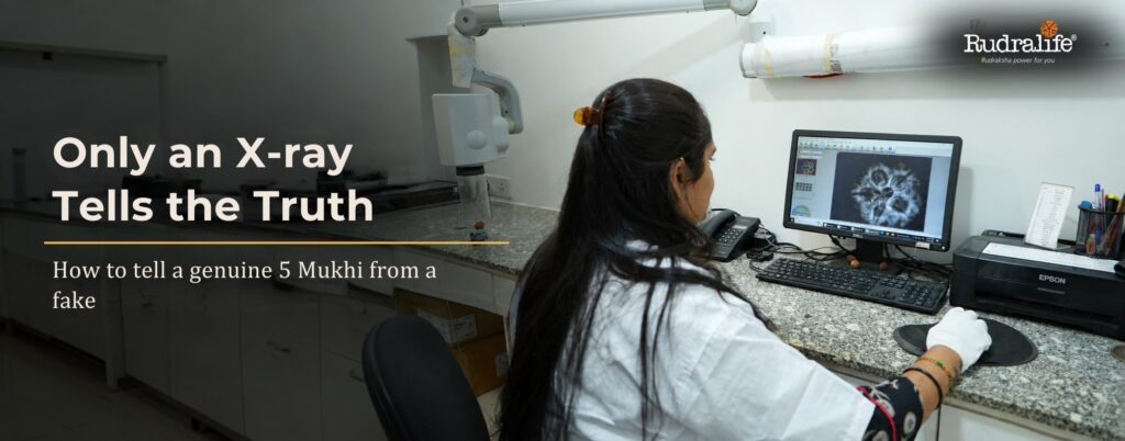 5 Mukhi Rudraksha X-ray testing at RRTL, Rudralife's own ISO 9001:2015 lab, revealing a bead's seed chambers