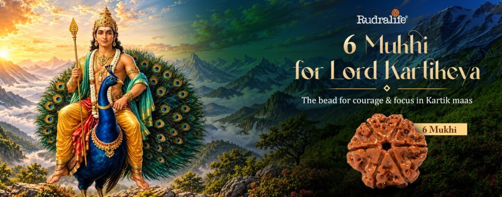 6 Mukhi Rudraksha, associated with Lord Kartikeya, worn during Kartik maas 2026